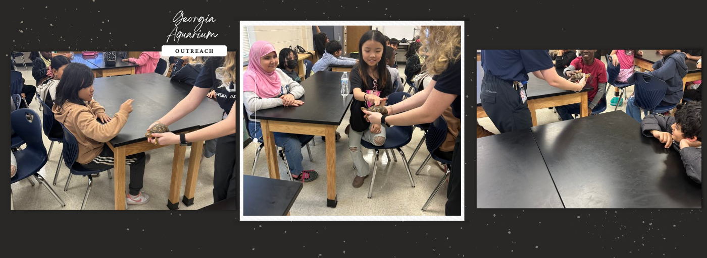 Collage of 3 photos of students touching a turtle; georgia aquarium outreach